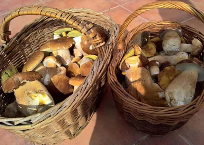 Aparthotel U Orlickeho Jezera - Kamenice